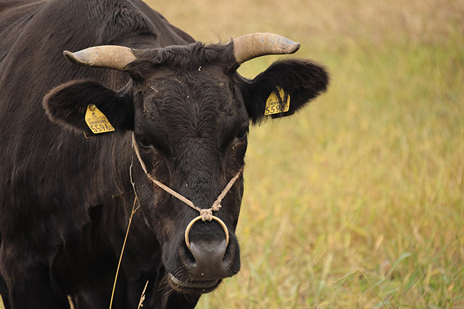 vaca raza wagyu