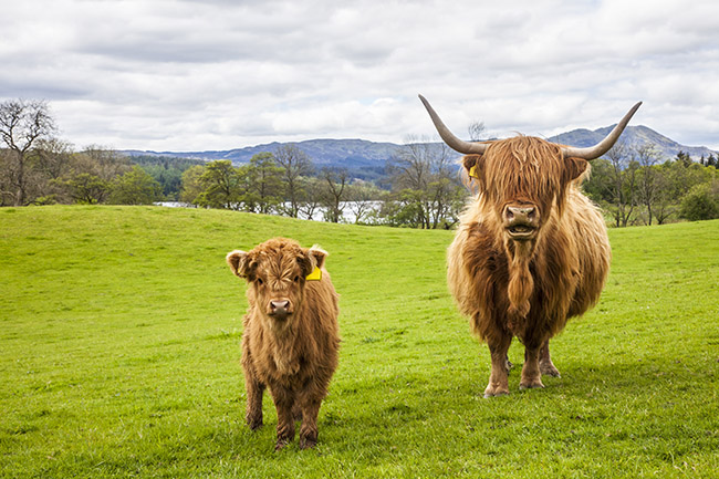 vaca escocesa