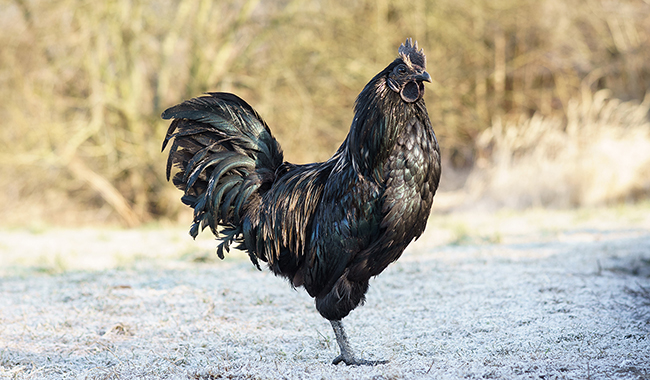 gallina-negra-ayam-cenari