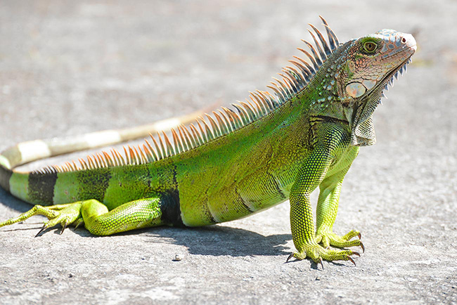 Iguana