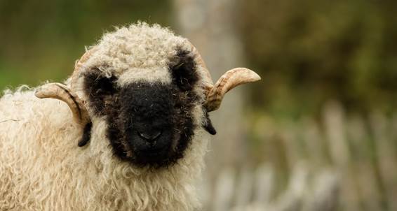 Valais Blacknose 