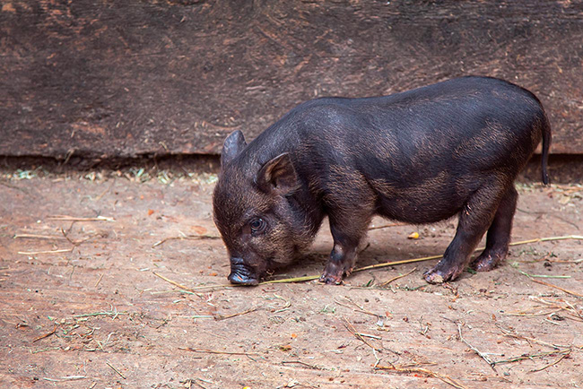 Cerdo Vietnamita