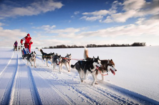 razas-perros-practicar-mushing